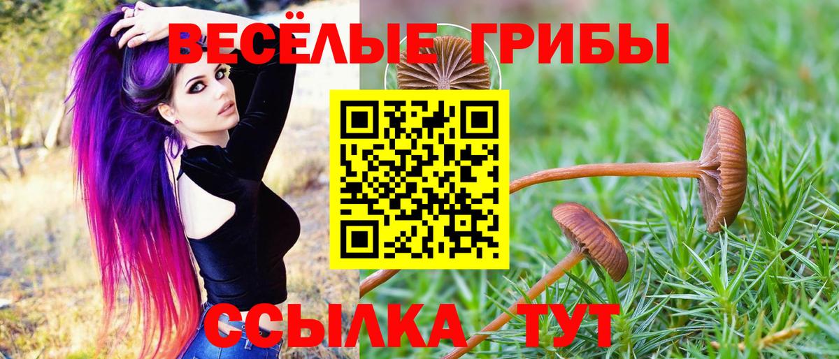 Псилоцибиновые грибы Cubensis  Вход с VPN  Ачхой-Мартан 